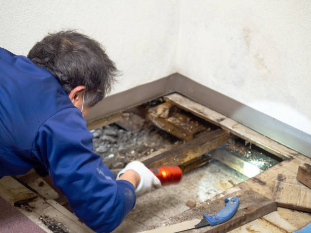 Mold Testing and Removal in Winfield, KS