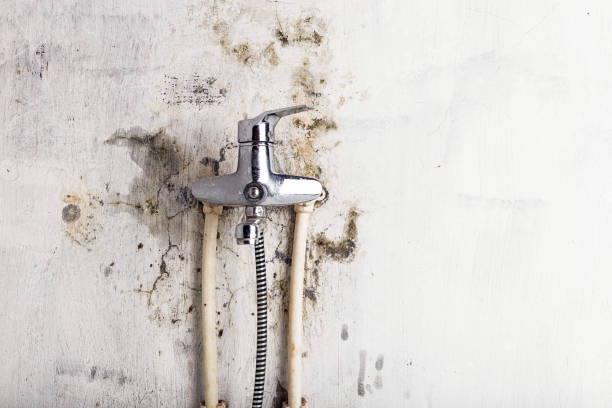 Best Mold Remediation  in Winfield, KS