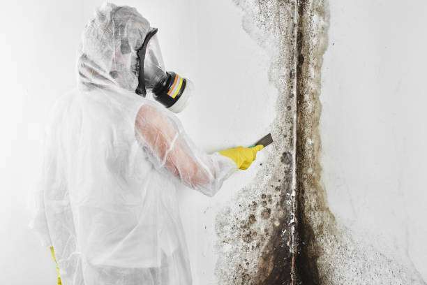 Best Residential Mold Removal  in Winfield, KS