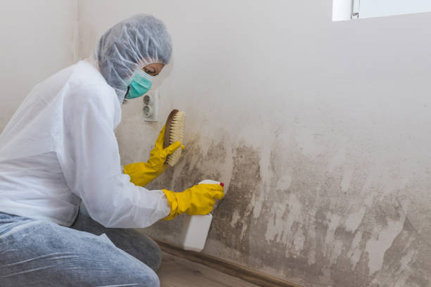Mold Removal and Inspection in Winfield, KS