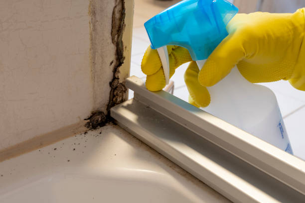Best Mold Testing and Removal  in Winfield, KS