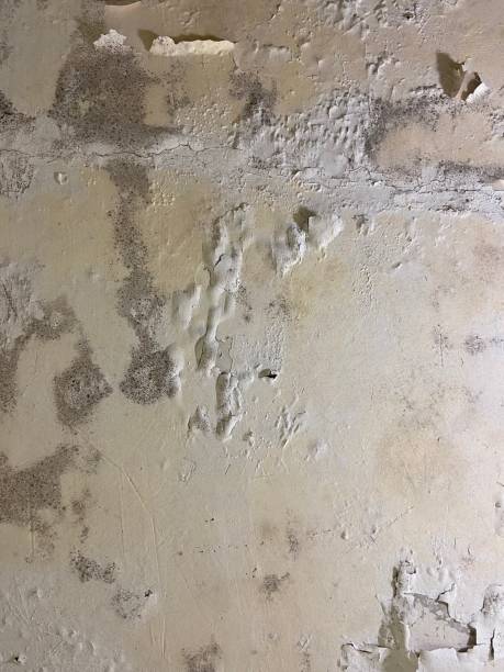 Professional Mold Removal in Winfield, KS