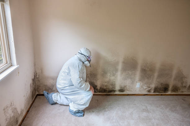 Best Attic Mold Removal  in Winfield, KS