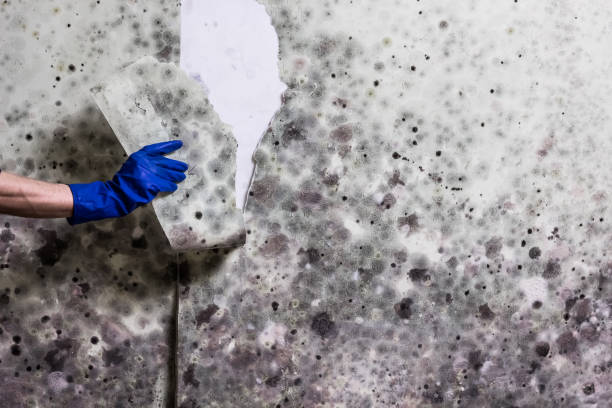 Best Toxic Mold Removal  in Winfield, KS