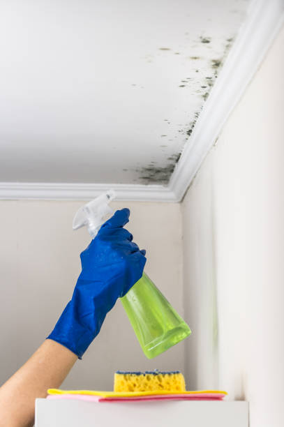 Best Best Mold Removal Companies  in Winfield, KS