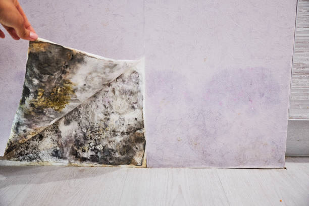 Best Best Mold Removal Companies  in Winfield, KS